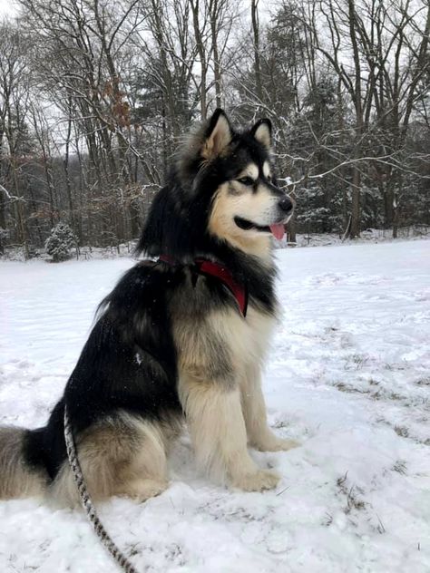 Alaskan Dog, Alaskan Malamute Puppies, Big Fluffy Dogs, Malamute Husky, Dog Crossbreeds, Malamute Dog, Malamute Puppies, Cute Dog Photos, Super Cute Animals