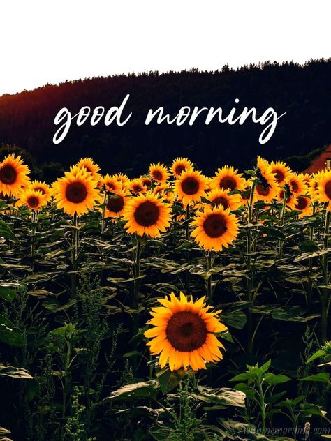 Good Morning Sunflowers, Good Morning Post, Sunflower Pictures, Good Morning Beautiful Pictures, Morning Post, Good Morning Flowers, Good Morning Beautiful, Travel Bucket, Morning Quotes