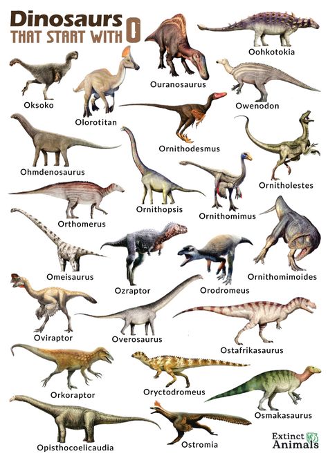 Dinosaur Evolution, Dinosaur Template, Dinosaur Types, Dinosaur Species, Dinosaur Facts, Dinosaur Posters, Dinosaur Pictures, Extinct Animals, Dinosaur Art