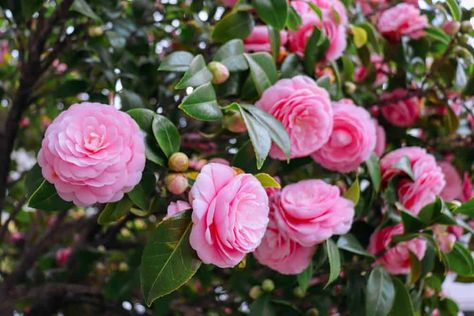 Growing Camellia Flowers: How to Plant, Grow and Care for These Winter Bloomers Shrubs For Landscaping, Seed Raising, Flowering Quince, Florida Plants, Arrowhead Plant, Acid Loving Plants, Oakleaf Hydrangea, Companion Plants, Zone 9