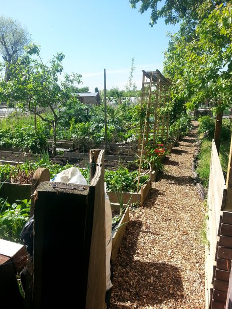 A Pretty Allotment Path Pretty Allotment, Home Small Garden, Small Garden Flowers, Women Bedroom Ideas, Old Money Home, Room Ideas For Men, Bedroom Women, Allotment Ideas, Guys Room Aesthetic