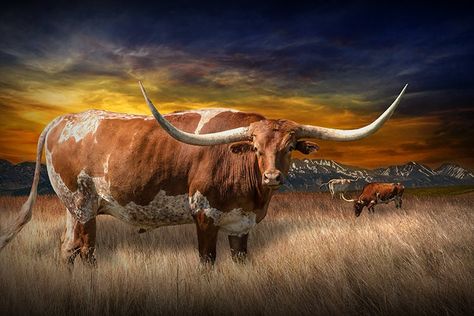 Long Horn Wallpaper, Longhorn Art, Sunset Western, Abstract Artwork Painting, Western Wall Decor, Longhorn Cattle, Cattle Drive, Long Horn, Western Home