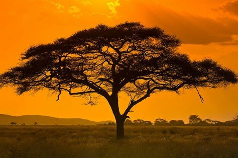 Africa Trees, Africa Tattoos, African Tree, African Sunset, Acacia Tree, Serengeti National Park, Lone Tree, Africa Art, Out Of Africa