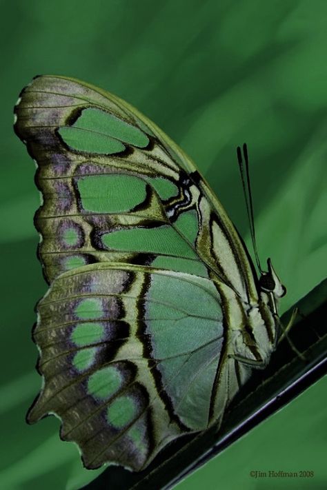 Pearl-Nautilus - Insect Photography by ©Jim Hoffman 2008 Green Butterfly Photography, Green Animal Aesthetic, Emerald Green Butterfly, Green Butterflies, Insect Photography, Butterfly Background, Green Things, Dark Green Aesthetic, Green Animals