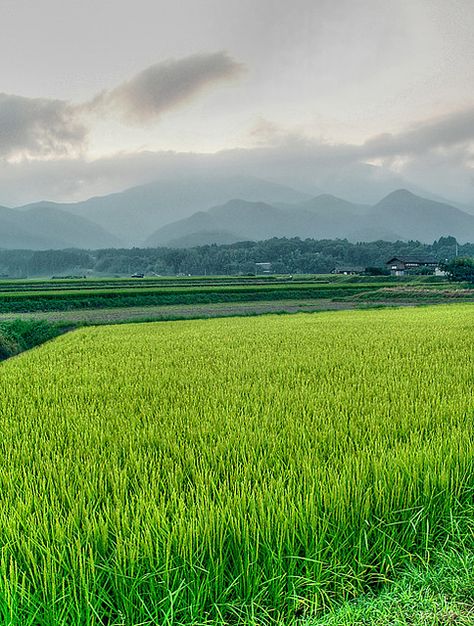 Rice! | Flickr - Photo Sharing! Rice Farming, Summer In Japan, Field Wallpaper, Village Photos, Village Photography, Flowers Photography Wallpaper, Japanese Landscape, Beautiful Places Nature, Beautiful Scenery Nature