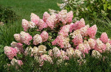 Strawberry Sundae (Hydrangea paniculata ‘Strawberry Sundae’) is a winter-hardy hydrangea whose colors go from white to red. Here's how to care for it. When Do Hydrangeas Bloom, Strawberry Sundae Hydrangea, Bobo Hydrangea, Vanilla Strawberry Hydrangea, Strawberry Hydrangea, Hardy Hydrangea, Pruning Hydrangeas, Hydrangea Landscaping, Big Leaf Hydrangea