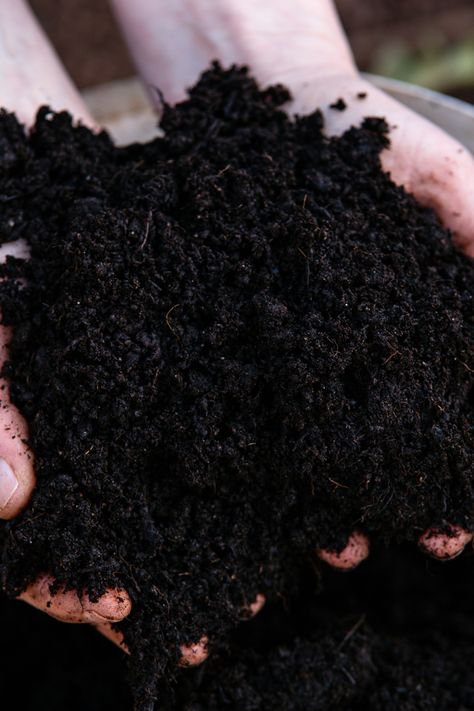 How To Create Compost Fast - 3 Secrets To A Fast Working Compost Pile! Hydrangea Plant Care, Hydrangea Plant, Seed Starting Soil, Growing Tomato, Growing Tomato Plants, Garden Hacks Diy, Garden Remedies, Hydrangea Care, Compost Tea