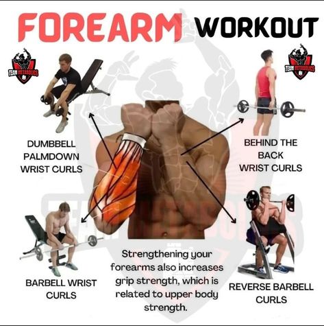 Strong Forearms, Beginner Gym Workout Routine, Forearm Workouts, Barbell Curls, Forearm Training, Workout Gym Routine, Gym Workout Guide, Forearm Workout, Gym Workout Planner