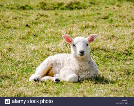 Download this stock image: West Linton, Scottish Borders, Scotland, United Kingdom, April 21st 2018.   Spring sunshine in the countryside, with a newborn lamb lying down in the sunshine in a field - ME86K5 from Alamy's library of millions of high resolution stock photos, illustrations and vectors. Lamb Lying Down, Grass Drawing, Scottish Borders, Spring Sunshine, Sheep And Lamb, Sunday School Ideas, Psalm 23, First Date, Photo Reference