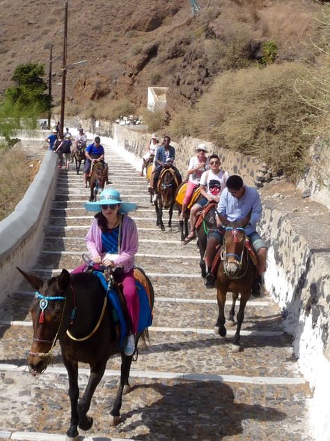 Donkey's in Santorini taking tourists up to the top. Santorini Greece, Santorini, The Top, Greece, Fair Grounds, Horses, Animals, Art