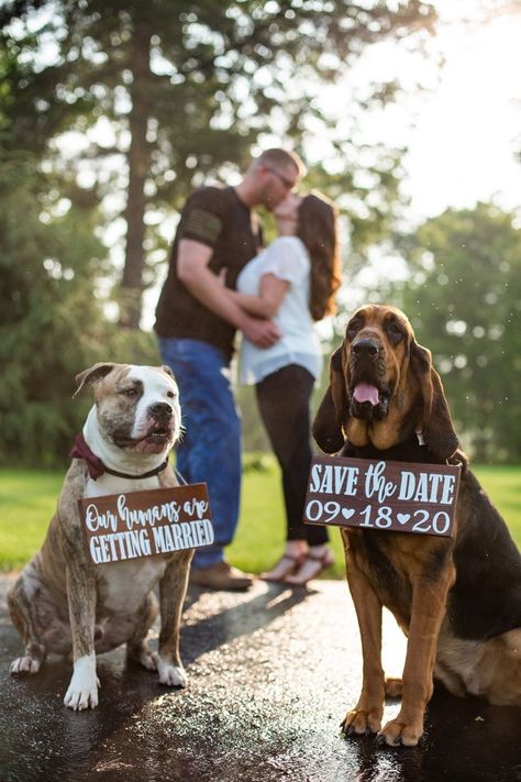 Save The Date Pictures, First Dog, Engagement Photography Poses, Cute Engagement Photos, Couple Engagement Pictures, Wedding Engagement Pictures, Photos With Dog, Date Photo, Engagement Pictures Poses