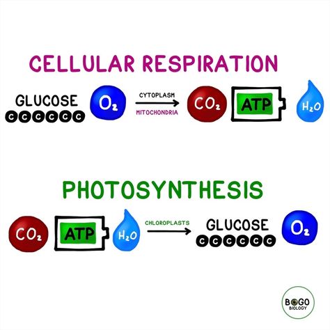 Alevel Biology, Photosynthesis Diagram, Biology Corner, Biology Project, Plant Biology, Photosynthesis And Cellular Respiration, Krebs Cycle, Biology Projects, School Biology