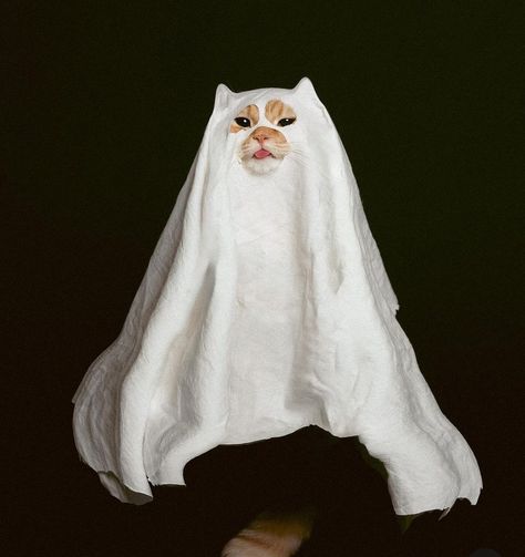 Cat Family Portrait, Halloween Profile Pics, Pet Photography Props, Cat Christmas Cards, Cat Halloween Costume, Halloween Photoshoot, Ghost Cat, Cat Fashion, Cat Family