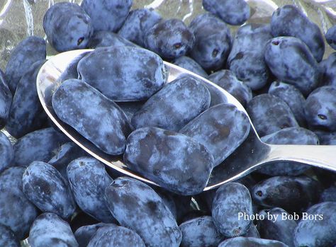 Honeyberry recipes--- Mostly for snacks, desserts, and even icecream?? Haskap Berry, Honey Berry, Berry Recipes, Berry Jam, Blue Fruits, Berries Recipes, How To Make Jam, Food Forest, Wild Blueberries