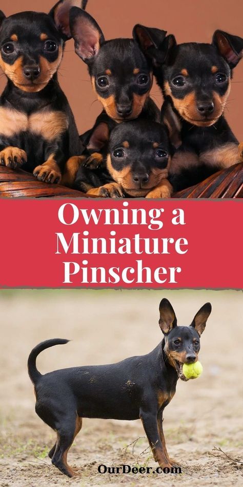 Minpin Mini Pinscher, Miniature Pincher, Mini Pincher, Miniature Doberman Pinscher, Miniature Doberman, Min Pin Dogs, Miniature Pinscher Puppy, Pincher Dog, Miniature Pinscher Dog