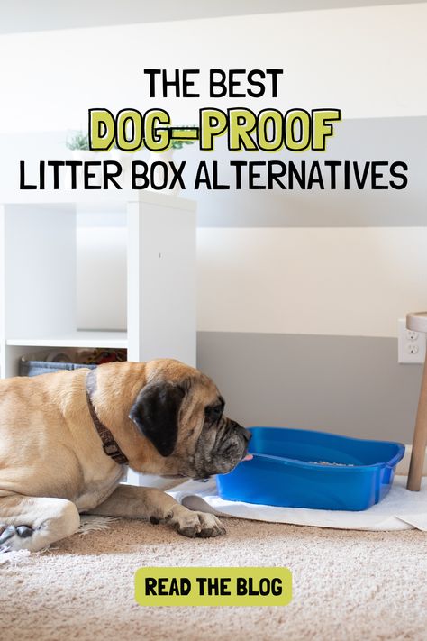 litter box alternative Cat Litter Box Ideas To Keep Dogs Out, Dog Litter Box Ideas, Dog Proof Litter Box Ideas, Litterbox Ideas, Dog Proof Litter Box, Litter Box Ideas, Dog Litter Box, Liter Box, Dog Facts