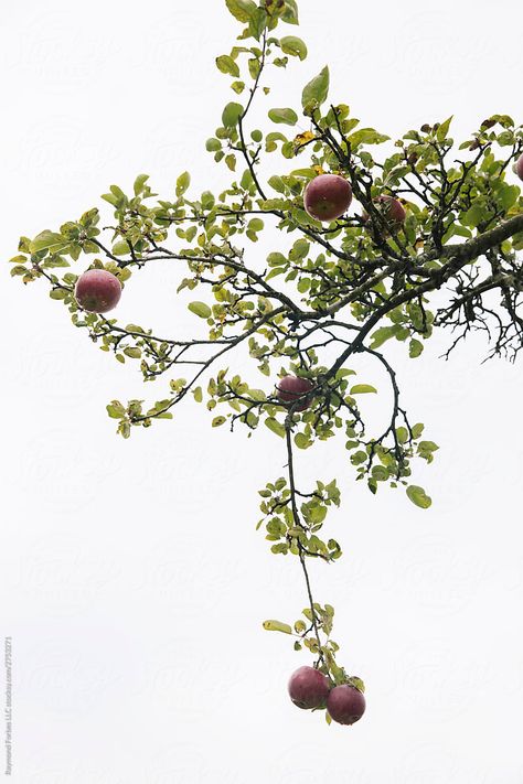 Low Hanging Fruit by Raymond Forbes LLC  - Apple, Orchard - Stocksy United #stockphoto #apple #lowhangingfruit #applepicking #treebranch #orchard #appleorchard #newengland #newenglandtravel Apple Tree Branch, Apple On Tree, New England Travel, Apple Picking, Church Design, Learning Photography, Apple Tree, Aesthetic Photography, Fruit Trees