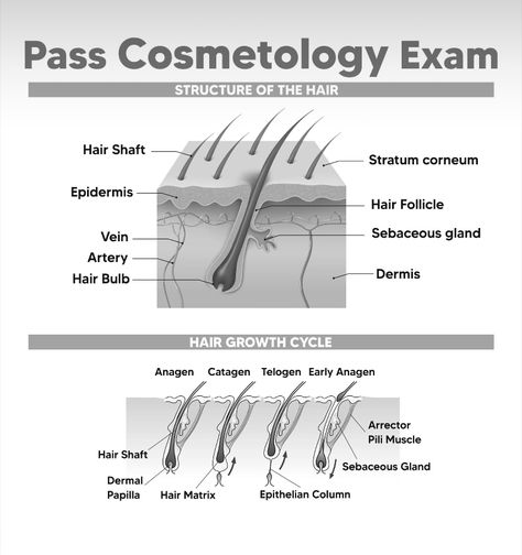 Milady Cosmetology Lesson Plans, Cosmetology School Essentials, Cosmetology Worksheets, Cosmetology School Notes, Cosmetology Activities, Cosmetology School Tips Student, State Board Cosmetology, Hair School Cosmetology, Cosmology School