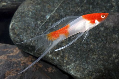 koi kohaku lyretail swordtail reg xiphophorus helleri - Segrest Farms Swordtail Fish, Koi Fish Colors, Fancy Fish, Tropical Fish Aquarium, Tropical Aquarium, Salt Water Fishing, Air Tawar, Freshwater Aquarium Fish, Koi Fish Pond