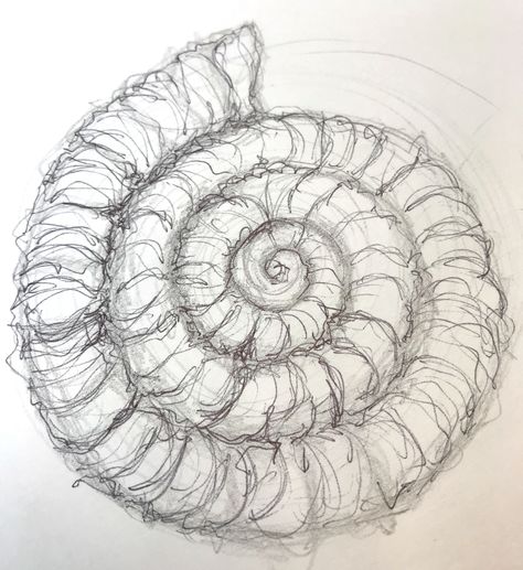 How to Draw an Ammonite – Improve Drawing Ameba Drawing, Ammonite Drawing, Nautilus Shell Drawing, Fossil Drawing, Ammonite Shell, Improve Drawings, Shell Animals, Shell Drawing, 3d Sketch