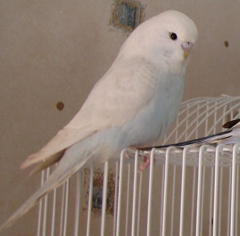 BREEDS NEEDS BUDGIES Budgie Enclosure, Budgie Aesthetic, White Parakeet, White Budgie, English Budgie, Vampire Girlfriend, Budgie Bird, Bird Breeds, Budgies Bird