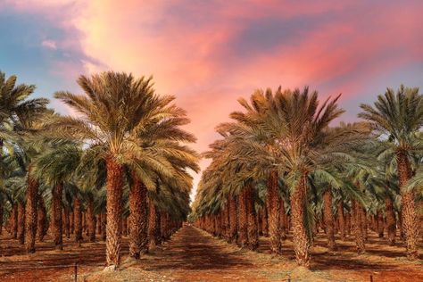 Al-Ahsa Oasis, an Evolving Cultural Landscape, Saudi Arabia, 2018 One can only imagine the enormous relief ancient desert trekkers must have felt upon encountering Al-Ahsa Oasis, which today is not just the largest oasis in Saudi Arabia, but actually the largest oasis in the world. Surrounded by sand on the country’s eastern side, it counts about 2.5 million date palm trees across 30,000 acres. But it’s not all palm trees. There are also dozens of cold and hot springs, canals, gardens, archeolog Dates Tree, Saudi Arabia Culture, Pack Up And Go, Date Palm, Travel Channel, Ancient Ruins, Archaeological Site, Tropical Vacation, Ancient Cities