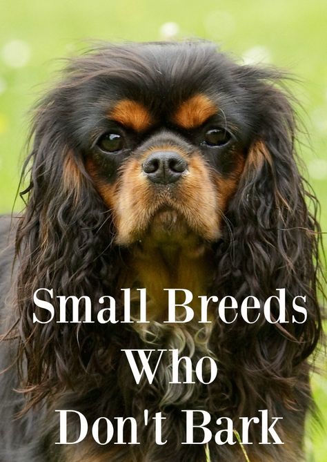 Small Family Dogs, Best Family Dog Breeds, Best Small Dog Breeds, Family Dogs Breeds, Best Small Dogs, Best Dogs For Families, Cute Small Dogs, Dog Breeds Medium, Dog List