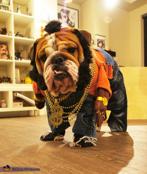 Mr T Doggie Dog - 2013 Halloween Costume Contest Bulldog Halloween Costumes, Bulldog Costume, Mr T, Bulldog Puppies For Sale, Cute Bulldogs, English Bulldog Puppies, Pet Halloween Costumes, Old English Bulldog, Funny Costumes