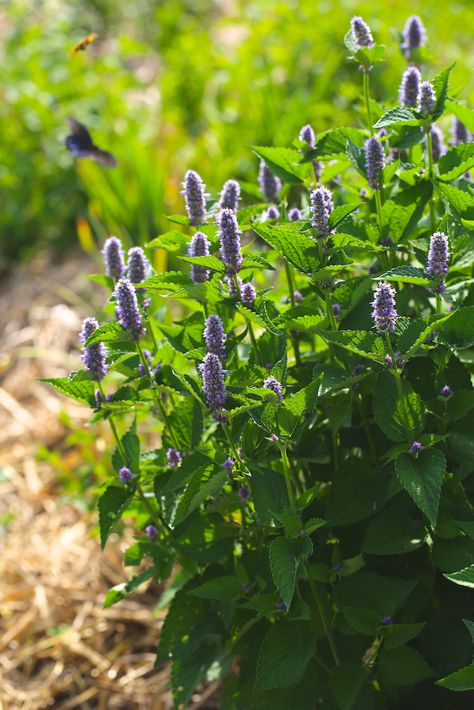 Anise Hyssop, Dream Herbs, Fall Landscaping, Bee Friendly Garden, Hillside Garden, Urban Gardens, Types Of Herbs, Chinese Money Plant, Gardening Techniques