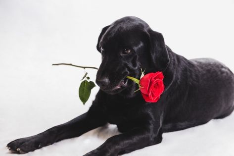 Dog with a rose in the mouth Free Photo | Free Photo #Freepik #freephoto #flower #dog #rose #valentines-day Labrador Nero, Dog Rose, Flower Dog, Black Labs, Dog Valentines, Free Dogs, Cute Cars, Shiba Inu, Dog Photos