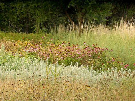 Lady Bird Johnson Wildflower Center ... Texas Native Plants, Lake Flato, Lady Bird Johnson Wildflower Center, Lady Bird Johnson, Design Workshop, Picnic Spot, Daylight Savings, Daylight Savings Time, Memorial Park