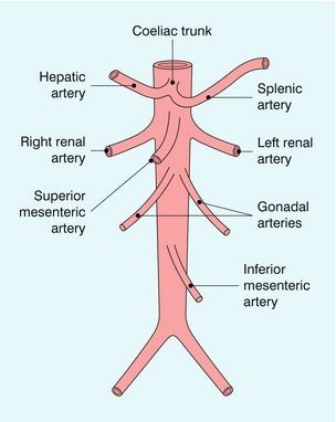 Abdominal Aorta and Branches - Celiac Trunk, Renal, Gonadal and IMA Abdominal Aorta Anatomy, Vascular Anatomy, Renal Physiology, Arteries Anatomy, Cardiac Sonography, Vascular Ultrasound, Sonography Student, Abdominal Aorta, Medical Assistant Student