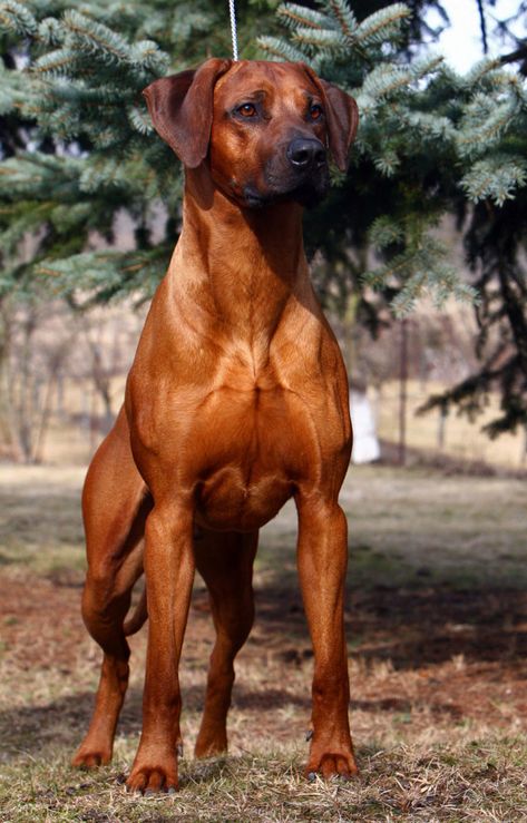 Rodisian Ridgeback, Rodesien Ridgeback, Ridgeback Puppies, Rhodesian Ridgeback Puppies, English Coonhound, Rhodesian Ridgeback Dog, Akc Breeds, Redbone Coonhound, Big Dog Breeds