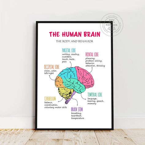 Brain Poster Brain Lobes Functions Therapy Office Decor the - Etsy Slovenia Brain Decorations Ideas, Brain Lobes And Functions, Wall Magazine Ideas School, Therapist Office Design, Brain Lobes, Brain Poster, Brain Parts, Occipital Lobe, Anatomy Lessons