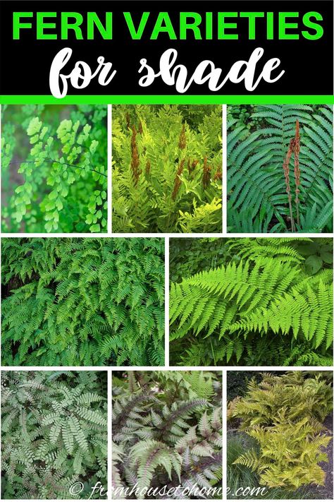 Who knew there were so many winter hardy fern varieties? Short or tall ferns, evergreen ferns, native plants, some that like shade and even some that survive in the sun...there's a perennial fern for every garden landscape! #fromhousetohome #ferns #shadegarden  #shadeperennials #gardening Climbing Shade Plants, Tall Shade Plants, Tall Perennial Flowers, Indoor Shade Plants, Fern Varieties, Shade Plants Container, Best Plants For Shade, Blooming Perennials, Evergreen Ferns