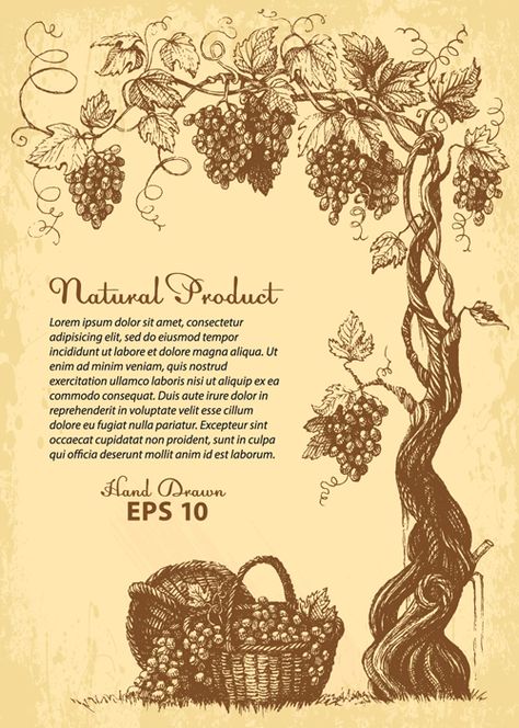 Hand drawn grapes background vintage vector 03 - https://www.welovesolo.com/hand-drawn-grapes-background-vintage-vector-03/ Grapes Illustration, Wine Tattoo, Grape Tree, Wine Painting, Vine Tattoos, Wine Label Design, Fruit Wallpaper, Wine Signs, Cool Art Projects