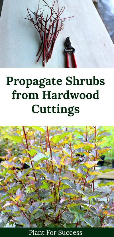 Shrubs Landscaping, Yellow Twig Dogwood, Dogwood Shrub, Propagate Plants, Red Twig Dogwood, Twig Dogwood, Making Plant Pots, Starting Seeds Indoors, Homestead Gardens