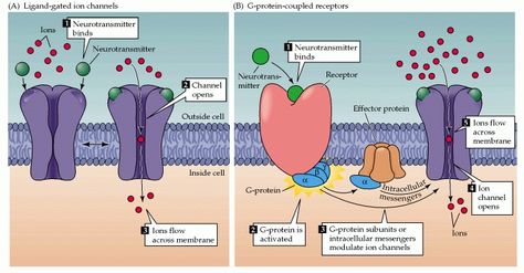 Ionotropic v metabotropic receptors (ligand-gated v G-protein-coupled receptors) Synaptic Transmission, Biology Major, Mcat Study, Lpn Schools, Study Biology, Cellular Respiration, Brain Anatomy, Psychiatric Nursing, Ap Biology