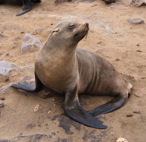 Cape fur seal posing Cape Fur Seal, Seal Anatomy, Seal Reference, Animals In Africa, Grey Seal, Fur Seal, Inspiration Tattoo, Fish Stock, Marine Ecosystem