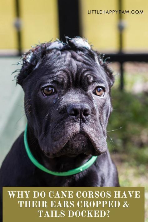 Why do cane corsos have their ears cropped & tails docked? Learn more about Cane Corso Dogs. We are covering everything related to Cane Corso dogs tips, potty training, haircuts, growth, food, barking, shedding, behaviors and pictures! Find all about dog tips and hacks, how to train them to stop barking, dog care, potty training, and other dog training. All essential tips in one place for your dog and puppies! Dog And Puppies, Cane Corsos, Large Breed Dogs, Dogs Tips, All Types Of Dogs, Barking Dog, Cane Corso Puppies, Cane Corso Dog, Corso Dog