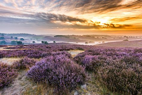 Paarse heide op de Posbank Magical Nature, Picture Illustration, Flowers Nature, Places Around The World, Sunrise Sunset, Beautiful World, Life Is Beautiful, Beautiful Landscapes, Mother Nature