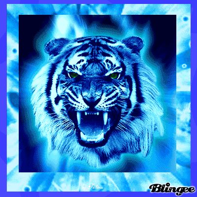 Blingee Tigers | Blue Tiger Leopard Eyes, Fire Lion, Ghost Wallpaper, Tiger Artwork, Tiger Wallpaper, Endangered Wildlife, Tiger Pictures, Spirit Animal Art, Big Cats Art