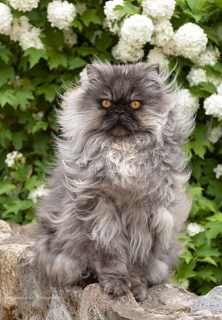 Discover the financial aspects of owning a Persian cat. From adoption fees to grooming and healthcare, plan responsibly for this elegant and affectionate breed. 🐾 #PersianCats #FluffyFelines #FurryFriends #CuteKitties #PurrfectPets #PersianPride #CatsofPinterest #FelineLove #AdorableAnimals #MeowMonday Persian Shorthair Cats, Persian Cats, Cute Cat Persian, Fluffy Cats Persian, Persian Cats Aesthetic, Fluffy Cat Breeds, Peke Faced Persian Cat, Cats Outside, Warrior Cats Comics