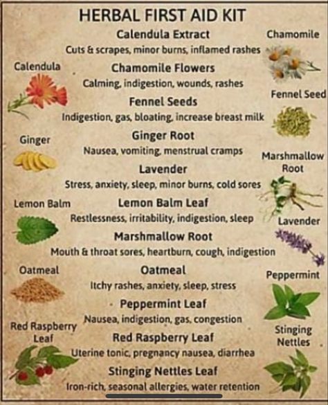 Medicinal Herbs Remedies, Herbal Remedies Recipes, Medicinal Herbs Garden, Medical Herbs, Herbal Apothecary, Natural Healing Remedies, Healing Plants, Natural Antibiotics, Herbal Healing