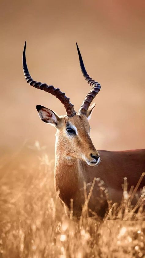 National Geographic Photography Animals, Impala Photography, Impala Drawing, Wildlife Photography National Geographic, Impala Animal, African Animals Photography, National Geographic Animals, National Geographic Photography, Wild Animals Pictures