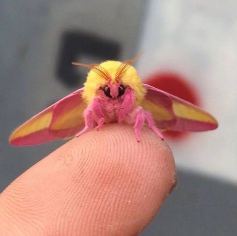 The Rosy Maple Moth May Be the Cutest Bug Ever Maple Moth, Rosy Maple Moth, Colorful Moths, Beautiful Bugs, Cute Creatures, Animal Photo, Beautiful Butterflies, Animals Friends, Beautiful Creatures