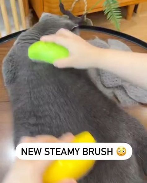 cats on Instagram Cat Hair Removal, Cat Bath, Cat Purr, Pet Brush, Dog Brushing, Grooming Routine, Cat Hair, Grooming Tools, Cat Grooming