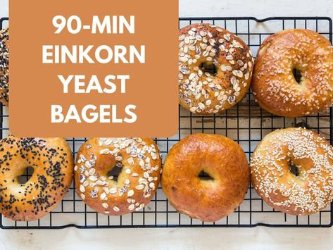 Easy 90-Minute Einkorn Yeast Bagels - Kindling Wild Yeast Bagels, Einkorn Recipes, Organic Baking, Plain Bagel, Einkorn Flour, Wheat Recipes, Bagel Cream Cheese, Bagel Recipe, Wheat Berries