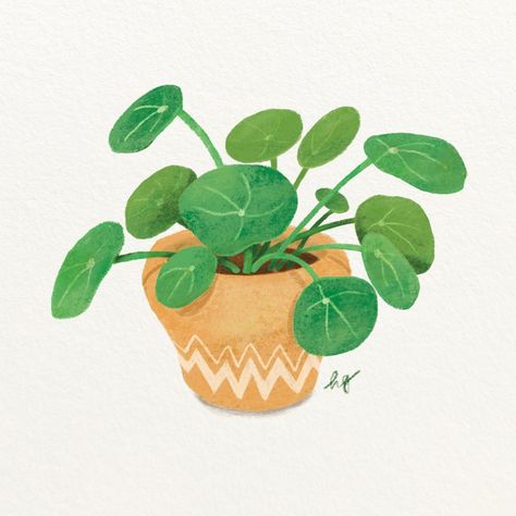 House Plant Drawing - Pilea Pilea, also known as the Chinese Money Plant, is a beautiful foliage plant believed to be a symbol of abundance and good fortune in Chinese culture.   Because of its round and cute leaf shape, it has several nicknames like UFO plant, pancake plant, lefse plant or missionary plant. May this plant, which I have grown for several years, will continue to bring abundance and good luck to my home. :-) #plantillustration  #houseplants  #indoorplants  #illustration #bot... Money Plant Drawing, Abundance Illustration, Houseplants Illustration, House Plant Drawing, Bud Illustration, Houseplant Drawing, Houseplant Illustration, Pancake Plant, Pilea Plant