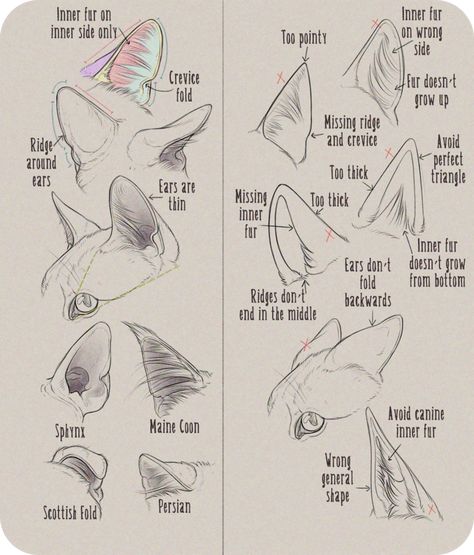 Realistic Domesticated Feline Ear Tutorial by Anti-Dark-Heart Feline Anatomy, Draw Cats, Cat Drawing Tutorial, Cat Anatomy, Cat Sketch, Animal Study, Anatomy Drawing, Poses References, Warrior Cat